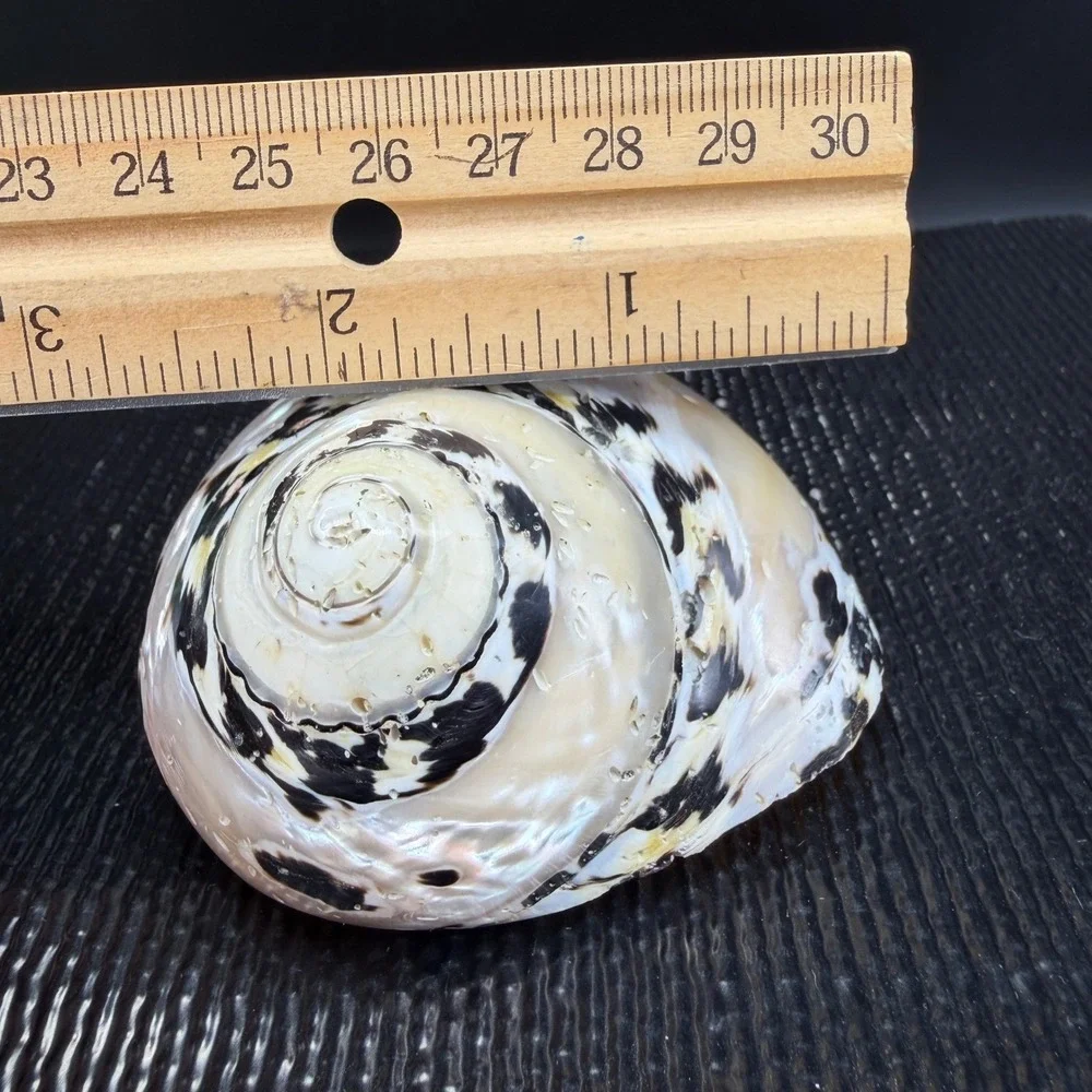 Polished Turbo Marmoratus Sea Shell Pearlescent Green Turban Mother of Pearl 3